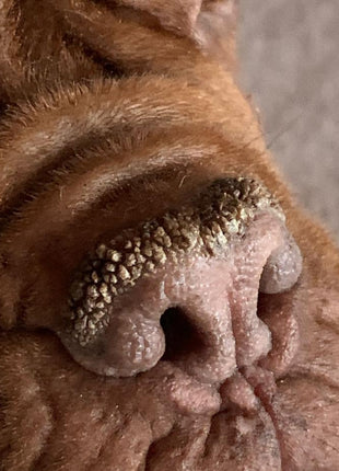 Pet Esthé Bio Nose Care | Nasenpflege-Gel für Hunde und Katzen | 10g