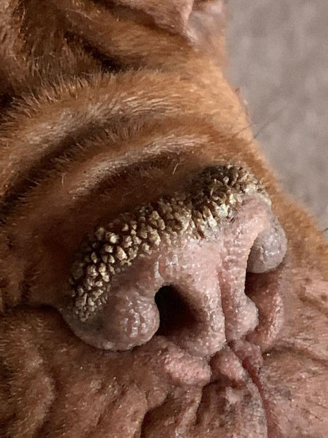 Pet Esthé Bio Nose Care | Nasenpflege-Gel für Hunde und Katzen | 10g