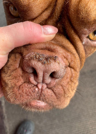 Pet Esthé Bio Nose Care | Nasenpflege-Gel für Hunde und Katzen | 10g
