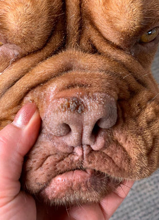 Pet Esthé Bio Nose Care | Nasenpflege-Gel für Hunde und Katzen | 10g
