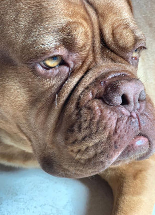 Pet Esthé Bio Nose Care | Nasenpflege-Gel für Hunde und Katzen | 10g